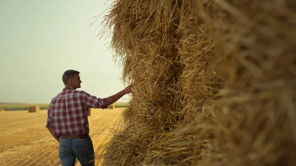 Agronomist Checking Hay Bales Rural Field Focused Farmer Inspecting Wheat — 图库照片