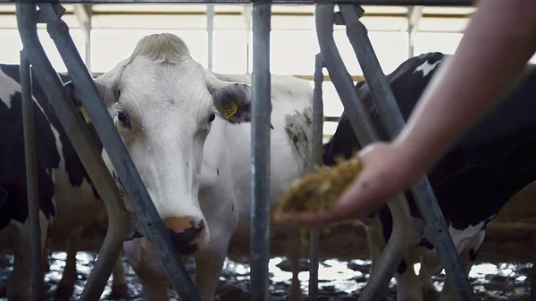 Unknown Agronomist Hand Feeding White Cow Fresh Hay Rural Barn — Foto Stock