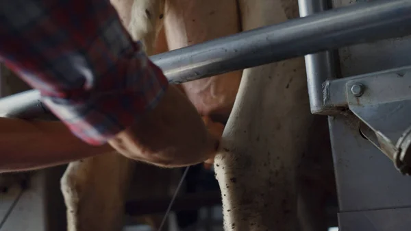 Farm Worker Milking Cow Industrial Dairy Farm Close Unknown Professional — Foto de Stock