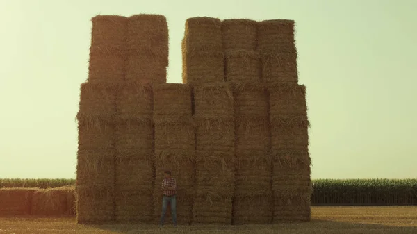 Farmer Resting Hay Bales Sunny Day Field Worker Observing Stubble — 图库照片