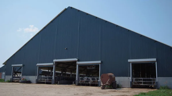 Big modern cow shed in front blue sky on agricultural rural ranch. Exterior large livestock facility with cattle herd inside sunny day. Triangular building for producing dairy products in countryside.