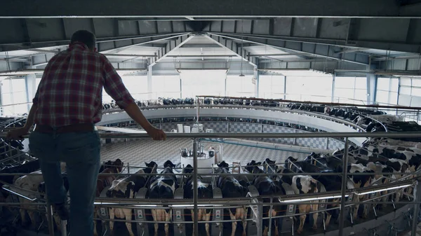 Back View Farmer Checking Milking System Automated Modern Farm Watching — Foto de Stock