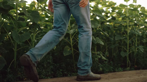 Legs Walking Farm Road Sunflower Field Closeup Unknown Farmer Going — ストック写真