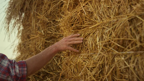 Hand Touching Straw Stack Stubble Farmland Farmer Examining Dry Hay — Stock Photo, Image