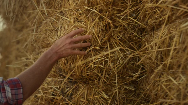 Hand Examining Straw Bale Closeup Farmer Arm Running Hay Stack — 图库照片