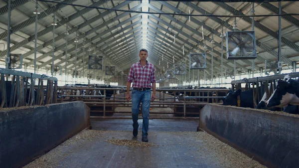 Agribusiness Owner Walking Cowshed Rows Livestock Stalls Checking Cows Middle — Foto de Stock