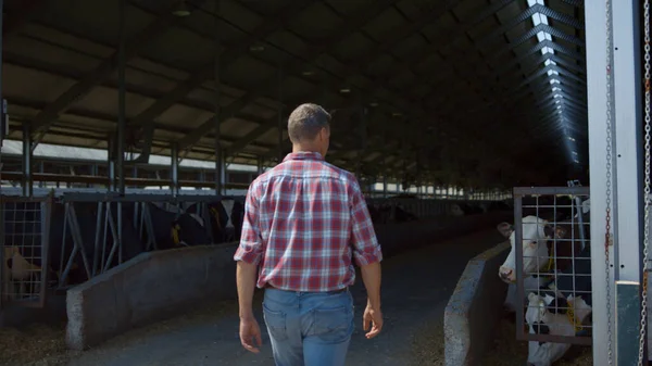 Farmer Walking Cowshed Rows Feeding Cows Modern Livestock Farm Agribusiness — Foto de Stock