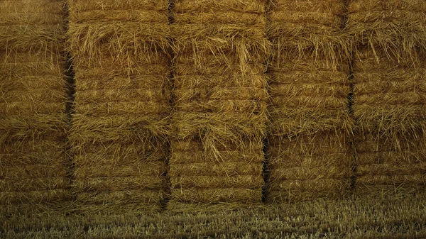 Harvested Hay Stack Pile Stubble Autumn Field Countryside Cereal Crop — ストック写真