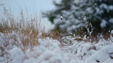 Kuru sarı çimenler yumuşak kar örtüsü bulutlu kış havası dışarı çıkar. Kurumuş donmuş bitkilerin üzerinde beyaz, taze bir katman var. İnce ot rüzgarda kolayca sallanıyor. Arkadaki ormanı dondur.