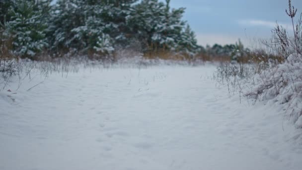 Verschneite Waldwiese Mit Trockenem Gras Das Aus Einer Schicht Weißen — Stockvideo