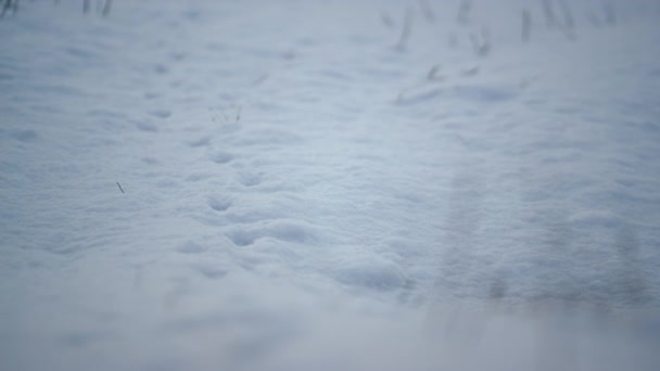 Vit Ren Snö Liggande Marken Tomt Fält Närbild Lugnt Landskap — Stockvideo