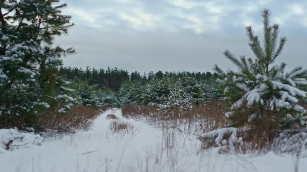 Όμορφο Χιονισμένο Κωνοφόρο Δάσος Μπροστά Από Γκρίζο Συννεφιασμένο Ουρανό Πράσινα — Αρχείο Βίντεο