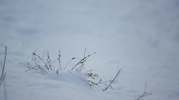 Kilka Cienkich Traw Wystających Grubej Białej Warstwy Śniegu Bliska Spokojna — Wideo stockowe