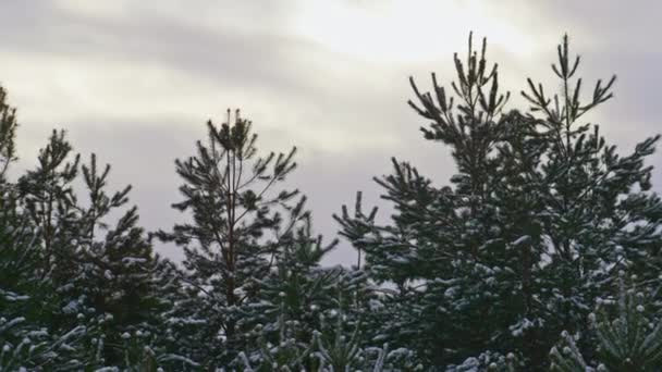 Świerki Wierzchołki Pokryte Śniegiem Szarym Ciemnym Tle Zimowego Nieba Zbliżyć — Wideo stockowe