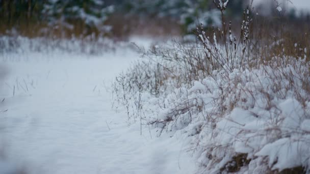 Bílý Sníh Ležící Suché Trávě Zimní Les Zblízka Prázdná Zamrzlá — Stock video