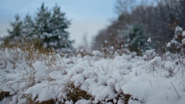 Snowy Sucha Trawa Widok Pobliżu Lasu Iglastego Zimno Zimowy Dzień — Wideo stockowe
