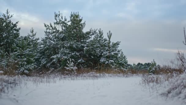 Brilla Bosque Cubierto Nieve Con Exuberantes Abetos Verdes Cielo Gris — Vídeo de stock