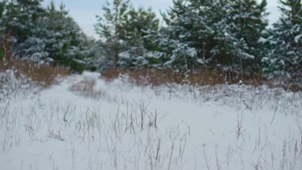 Arka Planda Yemyeşil Çayırları Olan Güzel Bir Kış Ormanı Manzarası — Stok video