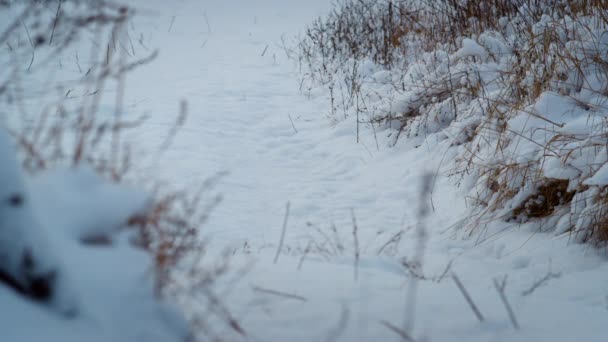 Спокойный Безветренный Пейзаж Белым Снегом Сухой Траве Вблизи Прекрасный Вид — стоковое видео