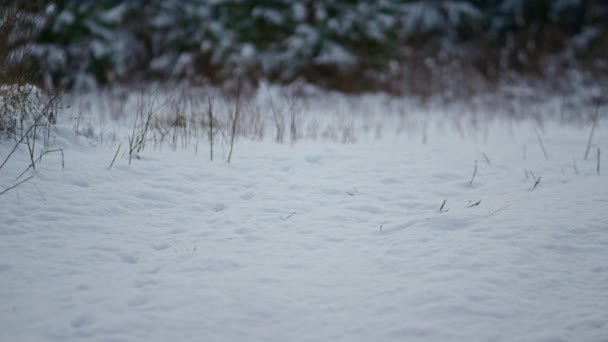 Спокойный Вид Заснеженной Земли Замёрзшем Лесу Вблизи Тонкая Сухая Трава — стоковое видео