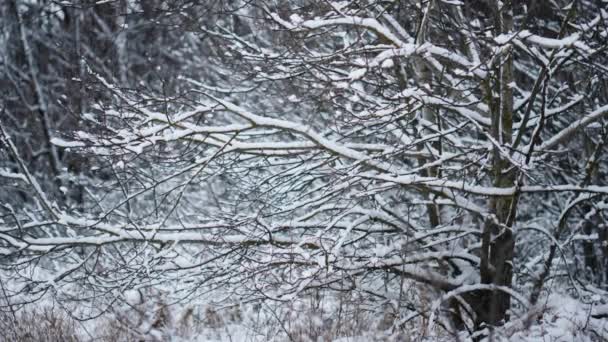 Nieve Blanca Fresca Cubriendo Árboles Desnudos Bosque Invierno Cerca Paisaje — Vídeos de Stock
