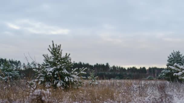Blick Auf Gefrorene Verschneite Wiese Vorderen Winterwald Bei Trübem Tag — Stockvideo