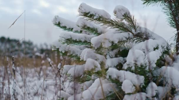 Rama Abeto Verde Cubierto Nieve Sombrío Clima Invernal Cerca Nieve — Vídeos de Stock