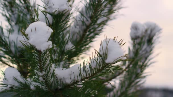 在淡淡的冬风中摇曳着覆盖着积雪的冷杉针头 柔软的白雪覆盖在常绿的针叶树上 在阴郁的天空中 雪地覆盖着松树的顶部 冰封的风景美丽的森林 — 图库视频影像