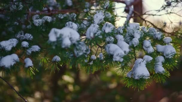 Bujna Zielona Śnieżna Gałąź Świerkowa Kołysząca Się Lekkim Wietrze Widok — Wideo stockowe