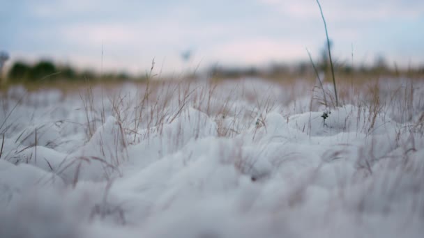 Zamrożona Trawa Pokryta Miękkim Spadającym Śniegiem Bliska Cienkie Uschnięte Rośliny — Wideo stockowe