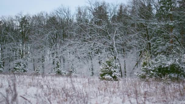 Madera Blanca Invierno Cubierta Nieve Fresca Caída Mañana Congelada Hermoso — Vídeos de Stock