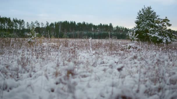 Mrożone Suche Rośliny Pokryte Białym Miękkim Śniegiem Ciemnym Tle Lasu — Wideo stockowe