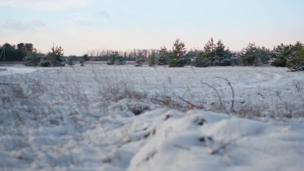 Soğuk Kış Gününde Karla Kaplı Köknar Ağaçlarının Önündeki Kuru Çimenler — Stok video