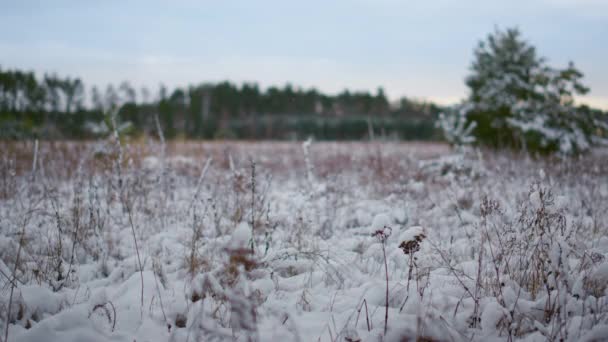 凍った芝生の前の冬の森の近くに白い雪が覆われた 層の柔らかい雪から突き出た薄い乾燥した草で風景を凍結します 冷たい空気の中で渦巻く小さな雪片はほとんどありません 冬の穏やかな時間 — ストック動画
