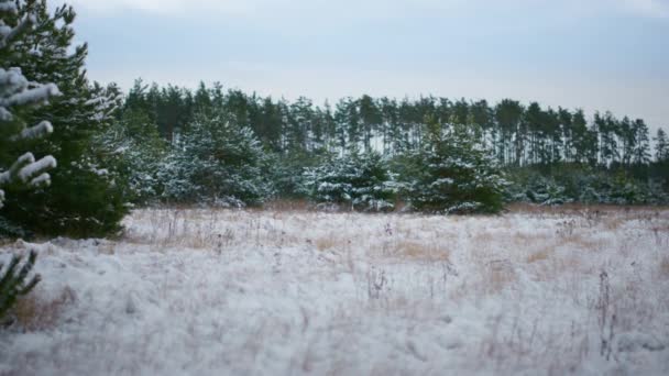 Άποψη Του Ήρεμου Παγωμένου Χειμερινού Ξύλου Κάτω Από Λευκό Πεσμένο — Αρχείο Βίντεο