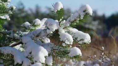 Güzel beyaz kar, köknar ağacının dallarını küçük iğnelerle kaplıyor. Evergreen ladini kabarık kar tanelerini silkeliyor. Kışın karla kaplı kozalaklı ormanın manzarası.