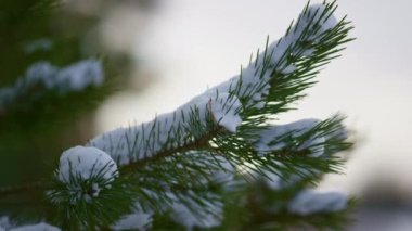 Küçük yeşil iğneli, karla kaplı ladin dalı. Köknar dalında yatan beyaz tüylü kar. Soğuk rüzgarda sallanan karlı kozalaklı ağaç. Donmuş ormandaki güzel manzara. Soğuk kış günü..