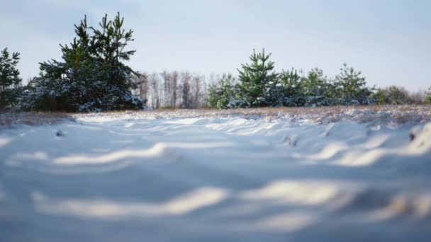 冬日阳光明媚 雪地结冰 静谧美丽 白雪覆盖着森林草地 覆盖着干草 冰封的绿云杉 站在白雪覆盖的阳光下 霜冻景观 — 图库视频影像