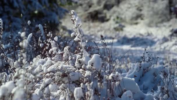 雪白蓬松的雪盖在冻土上的干草上 寒冷的冬日阳光照亮着覆盖着积雪的枯萎的植被 冬季阳光充足的草地上结冰雪地植物的景观 — 图库视频影像