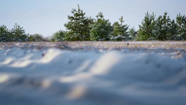 Malowniczy Zimowy Krajobraz Ośnieżonej Polany Leśnej Przy Słońcu Evergreen Młode — Wideo stockowe