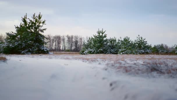 Hermoso Paisaje Tranquilo Invierno Clima Nublado Borde Del Bosque Abeto — Vídeo de stock