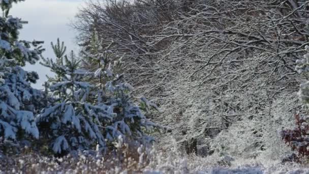 Величественные Снежные Пейзажи Морозный Зимний День Заснеженные Вечнозеленые Ели Стоящие — стоковое видео