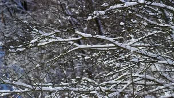 Снежные Ветви Деревьев Морозную Зимнюю Погоду Близко Лёгкий Снег Лежит — стоковое видео