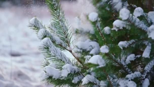 Evergreen Fir Tree Branch Covered Hoarfrost Gloomy Winter Day Close — Stock Video