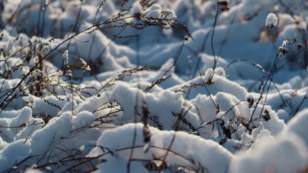 Paysage Gelé Gazon Neigeux Flétri Lumière Froide Soleil Hiver Fermer — Video