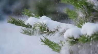 Yeşil çam dalları beyaz kabarık karları kaplıyor. Karla kaplı ladin dalı yumuşak kar tanelerini sallıyor. Güzel donmuş kozalaklı orman manzarası. Resimli kar örtülü kış doğası.