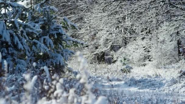 霜冻的艳阳天 雪地森林植物静谧美丽 白色蓬松的雪覆盖在干燥的草地上 常绿云杉光秃秃的树 柔和的阳光照耀着白雪覆盖的美丽自然 — 图库视频影像