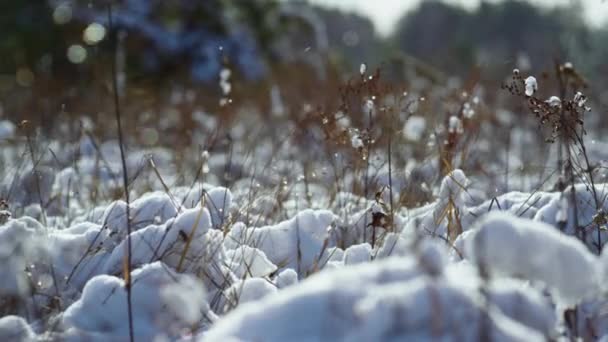 Alta Erba Secca Coperto Hoarfrost Sulla Morbida Luce Solare Invernale — Video Stock