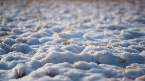 Живописное Снежное Поле Сухой Травой Вблизи Тонкий Сухой Сорняк Торчит — стоковое видео