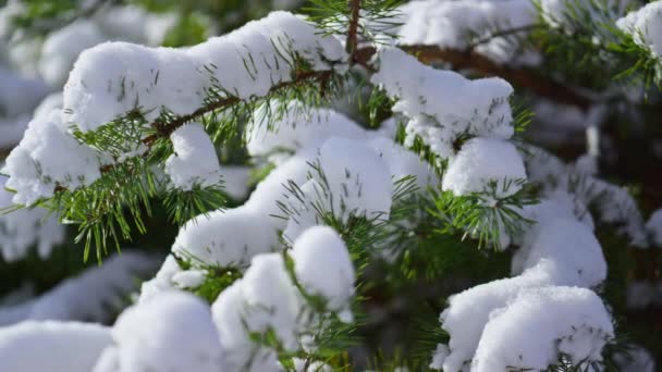 Weelderige Met Sneeuw Bedekte Sparren Naalden Winter Close Prachtig Uitzicht — Stockvideo